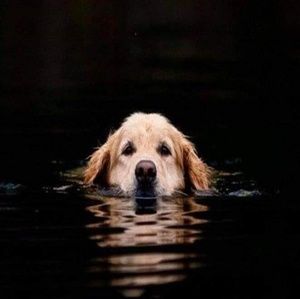 Meet your Posher, Justine